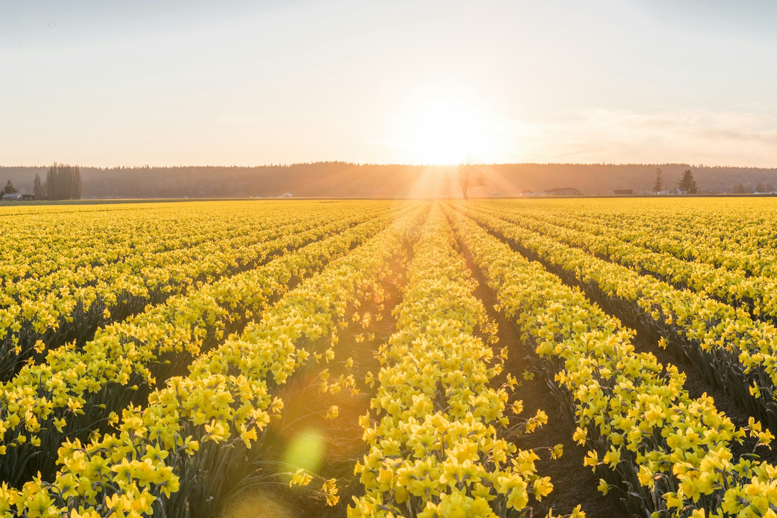 a large field of yellow flowers with the sun setting in the background